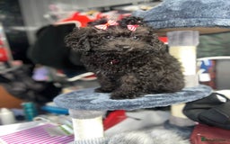 Mixed Breed dogs for sale: Asian toy poodle black boy  - Image 9