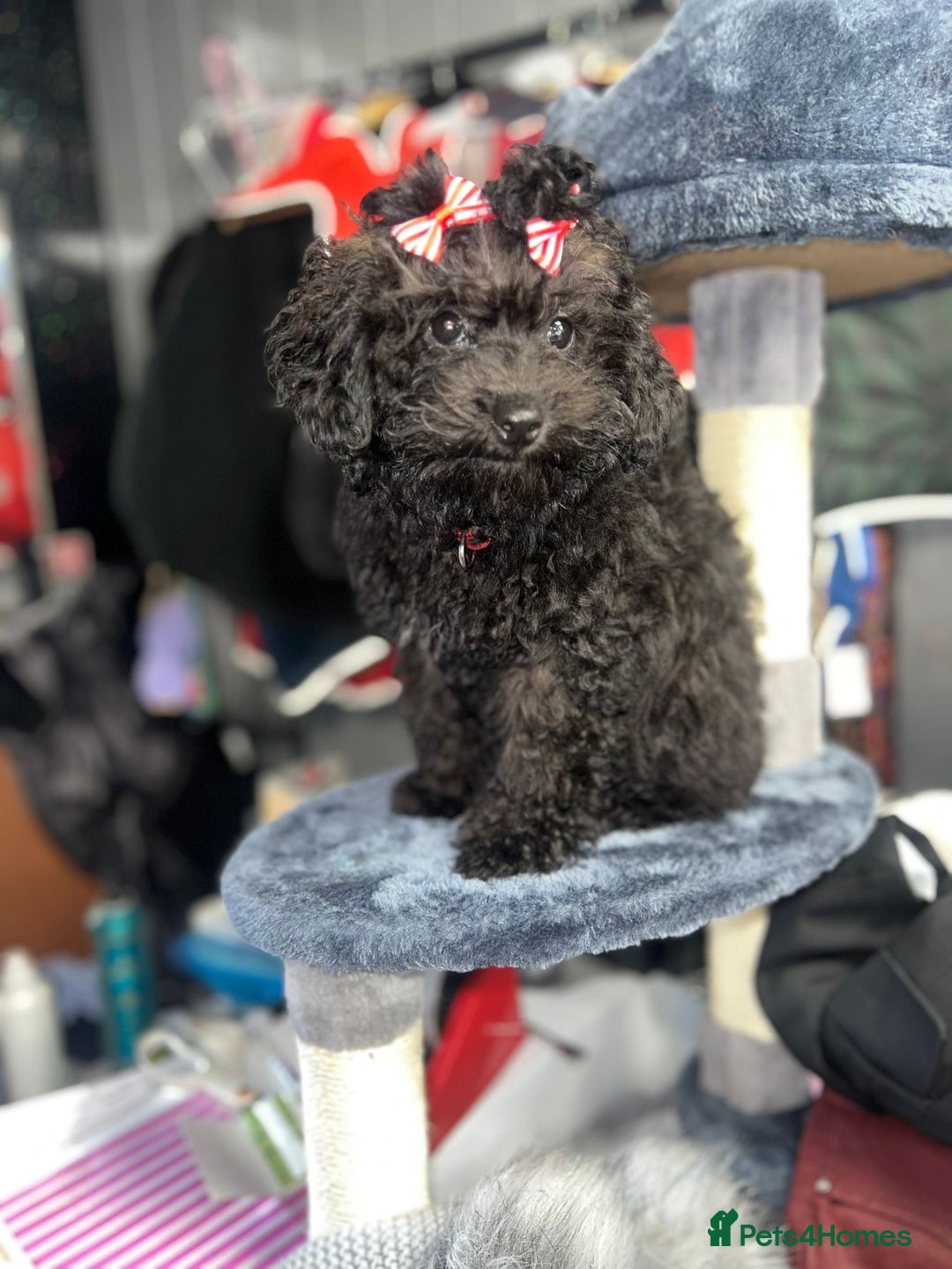 Mixed Breed dogs for sale: Asian toy poodle black boy  - Image 9