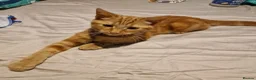 Mixed Breed cats for sale: Ginger Kitten Looking for a Loving Forever Home - Advert 3
