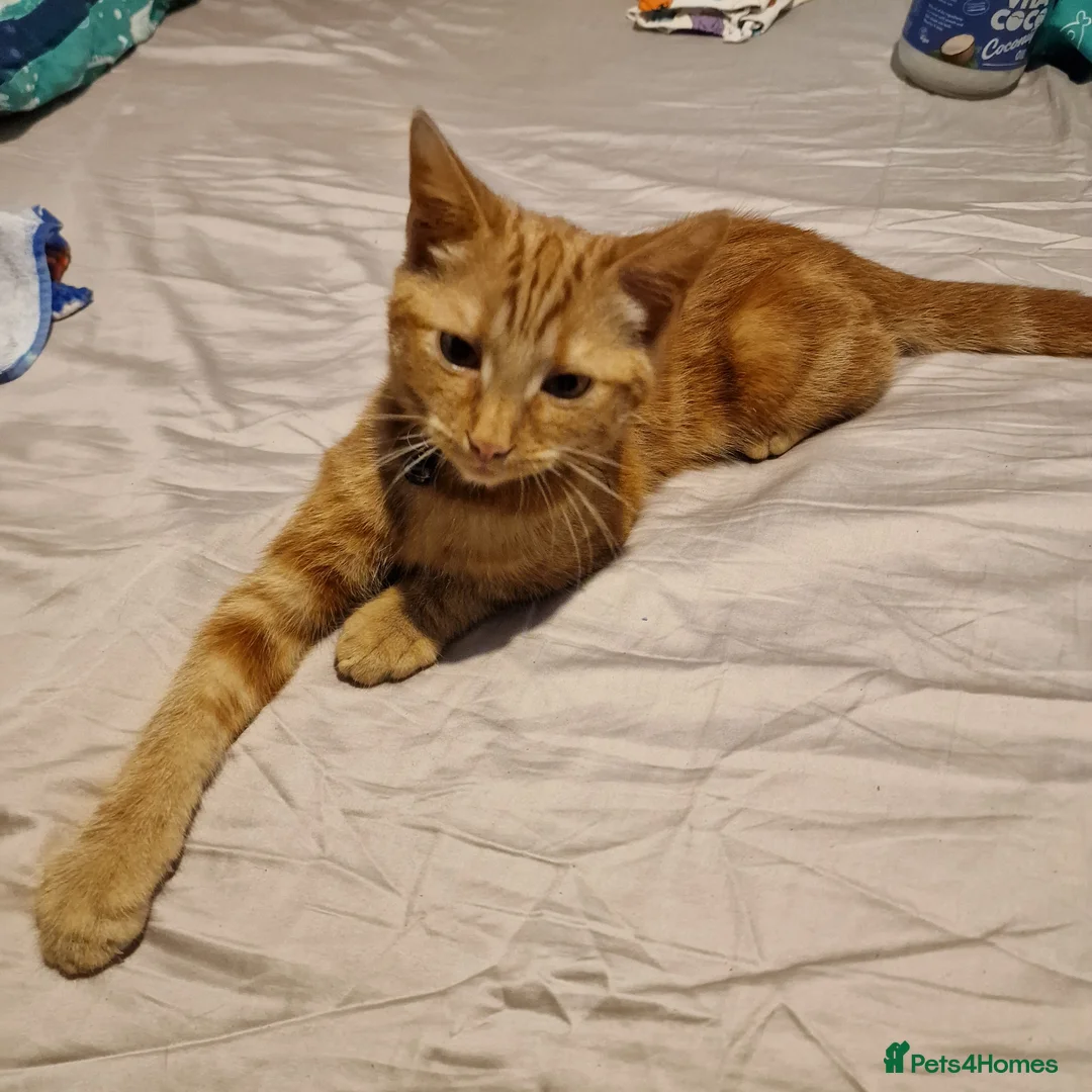 Mixed Breed cats for sale: Ginger Kitten Looking for a Loving Forever Home - Advert 3