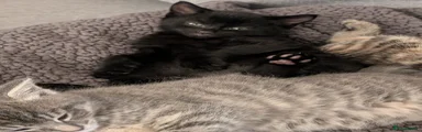 Ebbi