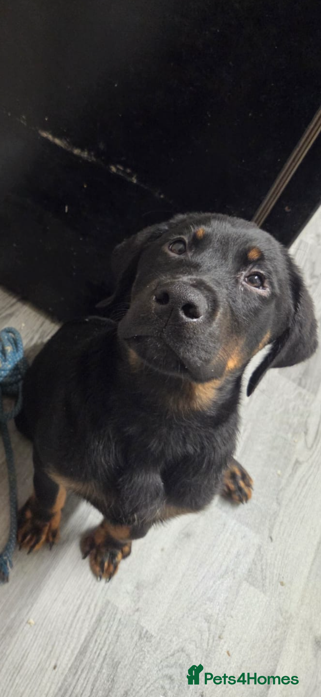 Mixed Breed dogs for sale: Rottweiler X - Advert 4