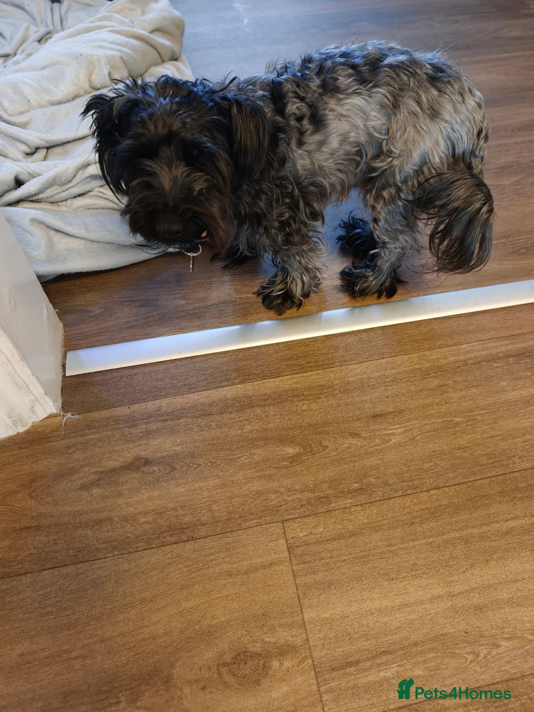 Yorkshire Terrier dogs for sale: Puppy Yorkshire terrier  - Advert 2