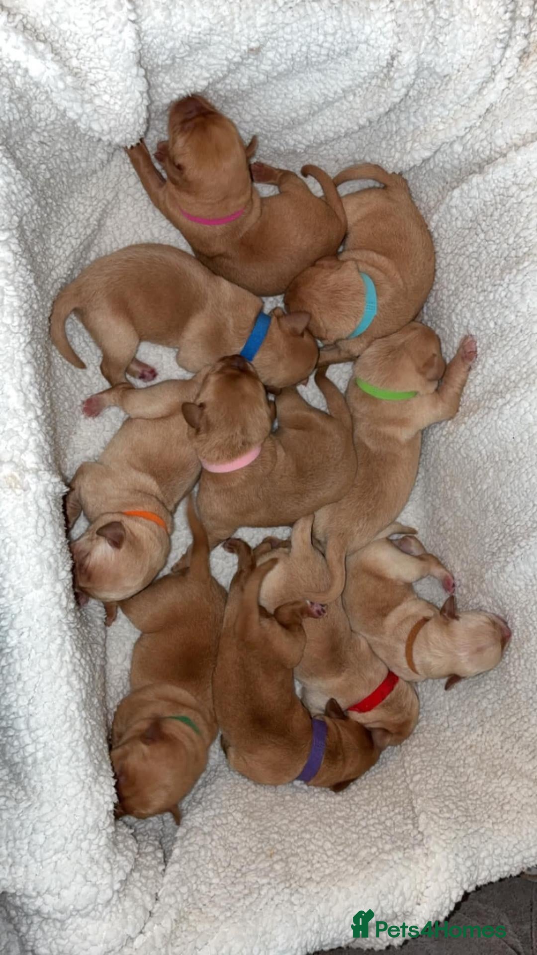Labrador Retriever dogs Red/Golden Labrador puppies - Advert 1
