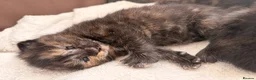 Mixed Breed cats for sale: Beautiful female tortoiseshell kittens  - Advert 9