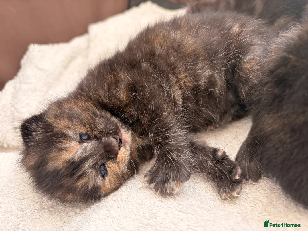 Mixed Breed cats for sale: Beautiful female tortoiseshell kittens  - Advert 9