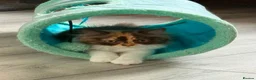 British Longhair cats for sale: Available now 😻 British Longhair kittens - TICA  - Advert 4