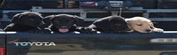 Labrador Retriever dogs for sale: KC Reg, FtCh, chunky confident Black Lab pups - Advert 6
