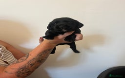 Springador dogs for sale: Springerdor puppies  - Image 3