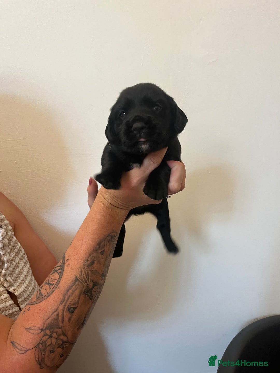 Springador dogs for sale: Springerdor puppies  - Image 3
