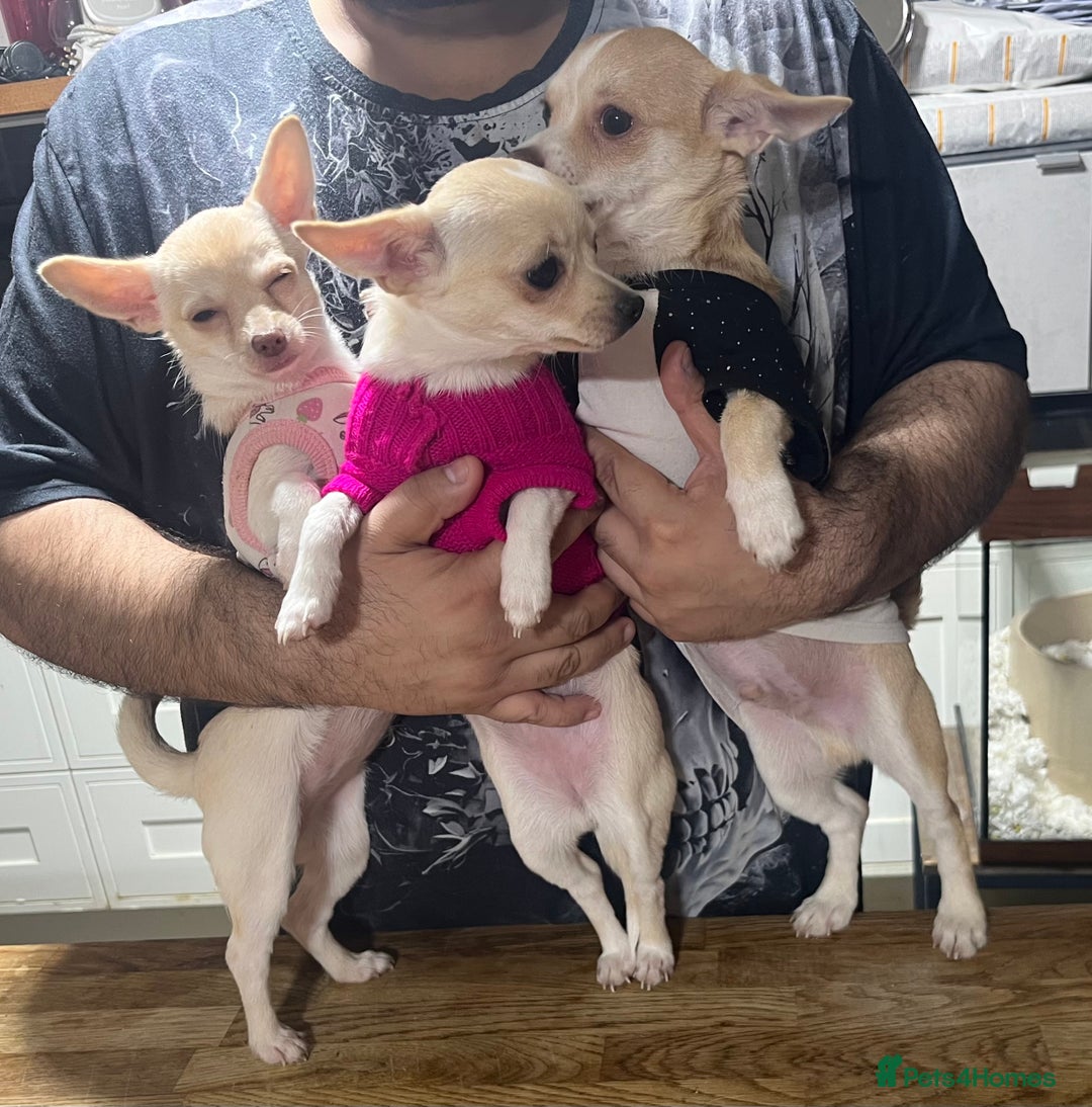 Chihuahua dogs for sale: 3 small chihuahua puppies  - Image 14