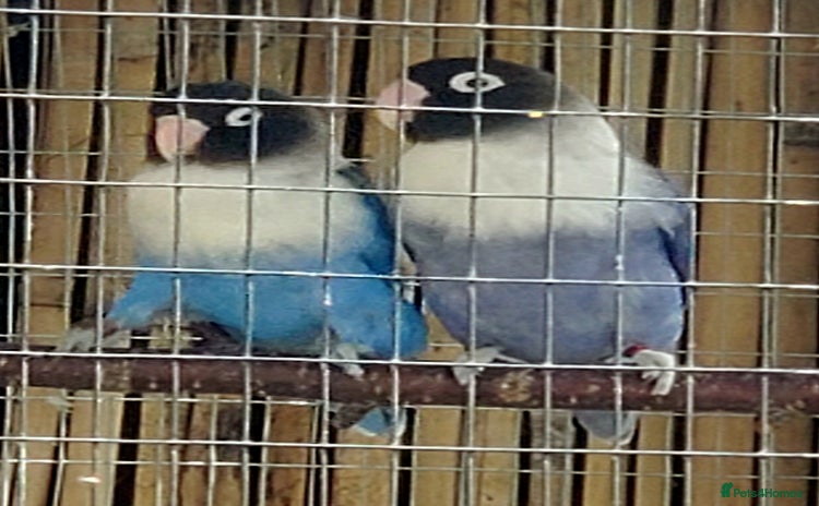 Lovebirds birds - Advert 2