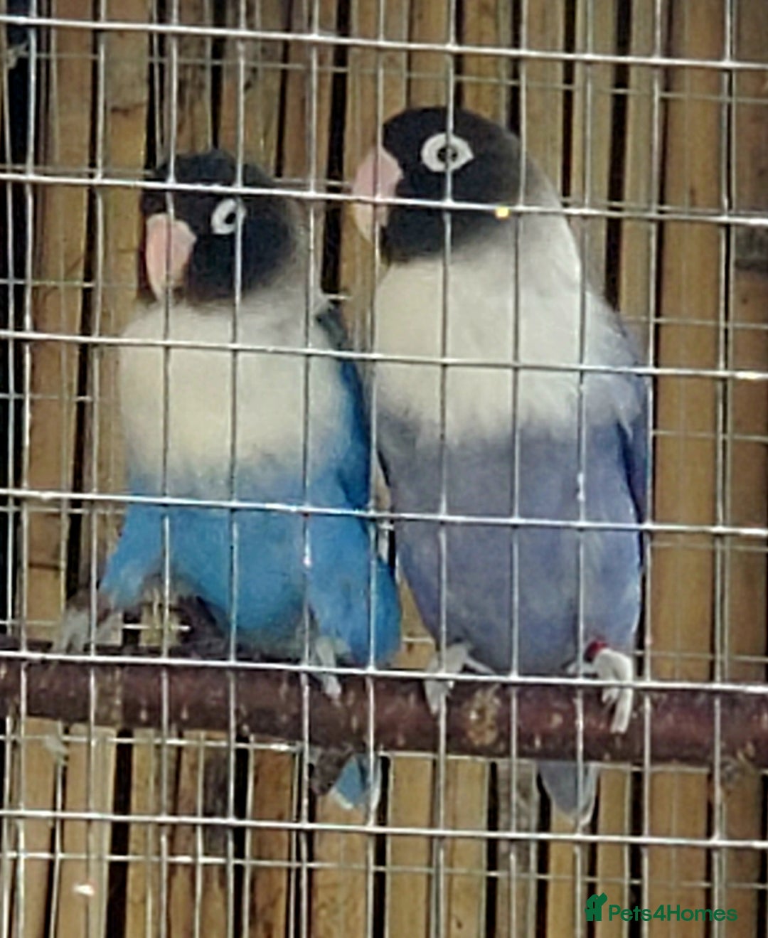 Lovebirds birds for sale: Fischers Lovebirds  - Image 1