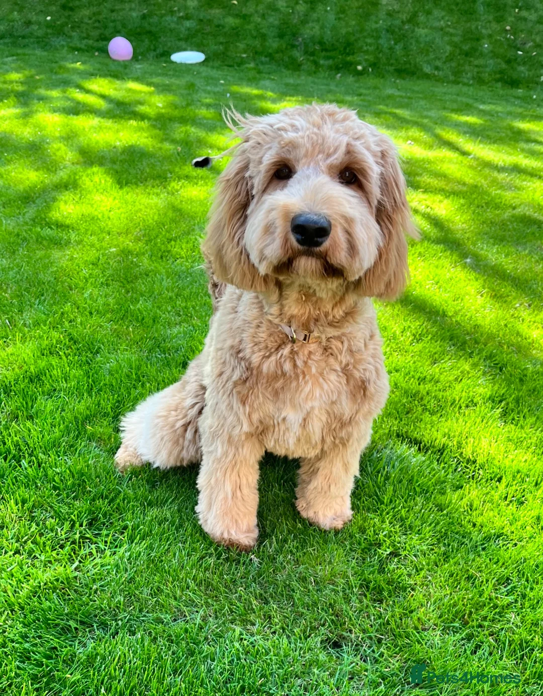 Australian Labradoodle dogs for sale: Multigen Australian Labradoodle - Advert 1
