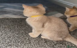 British Shorthair cats for sale: *READY NOW* TICA registered BSH kittens - Image 19