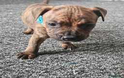 Staffordshire Bull Terrier dogs for sale: 🐶  STAFFY PUPPYS 🐶  - Image 5