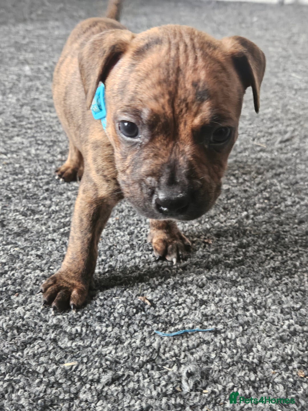 Staffordshire Bull Terrier dogs for sale: 🐶  STAFFY PUPPYS 🐶  - Image 5
