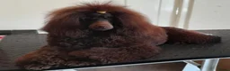 Miniature Poodle dogs for sale: Kc registered, quality miniature poodles - Advert 11