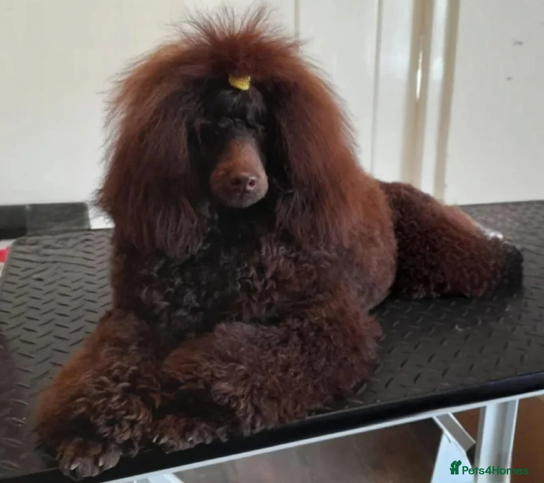 Miniature Poodle dogs for sale: Kc registered, quality miniature poodles - Advert 11