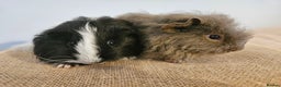 Guinea Pig rodents for sale: Pairs of baby female guinea pigs - Advert 4