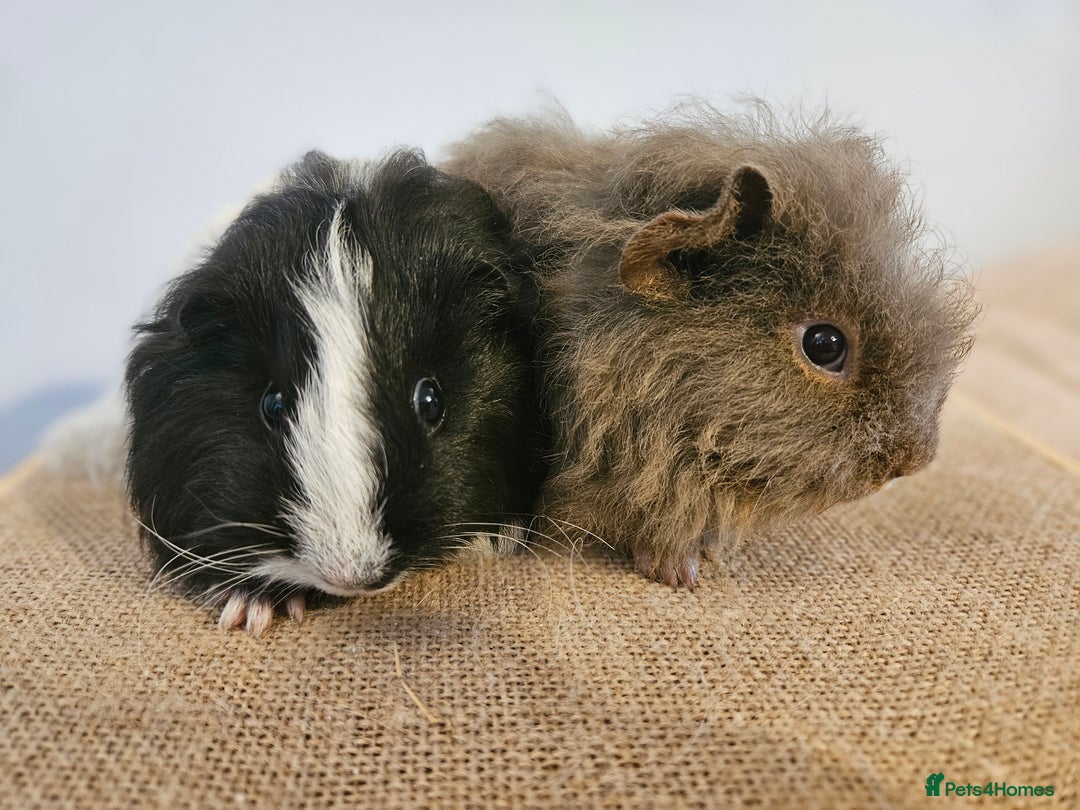 Guinea Pig rodents for sale: Pairs of baby female guinea pigs - Advert 4