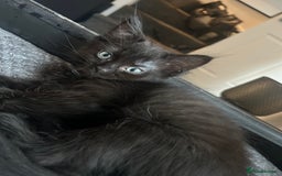 Ragdoll cats for sale: Beautiful half breed ragdoll  - Image 3