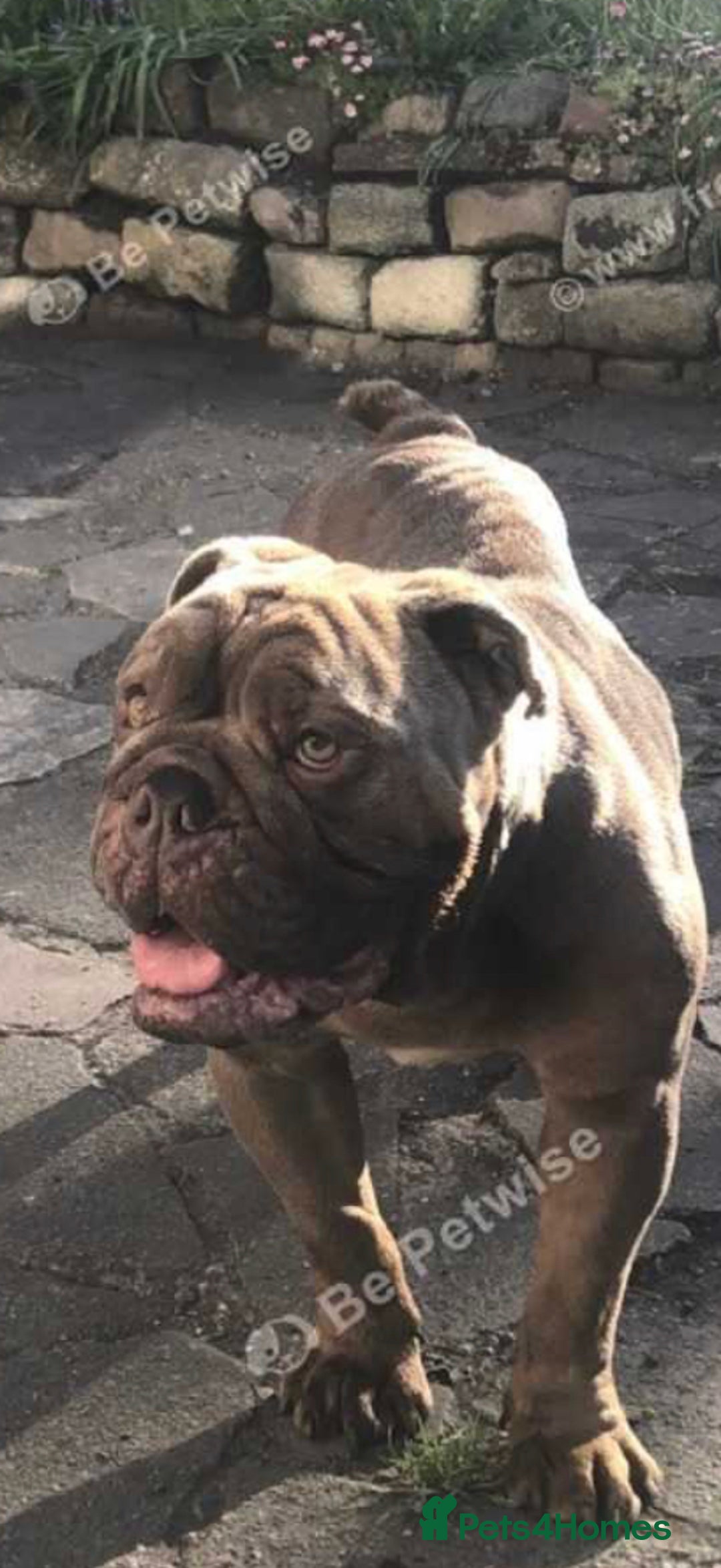 English Bulldog dogs for sale: 3 Isabella English bulldogs - Image 5