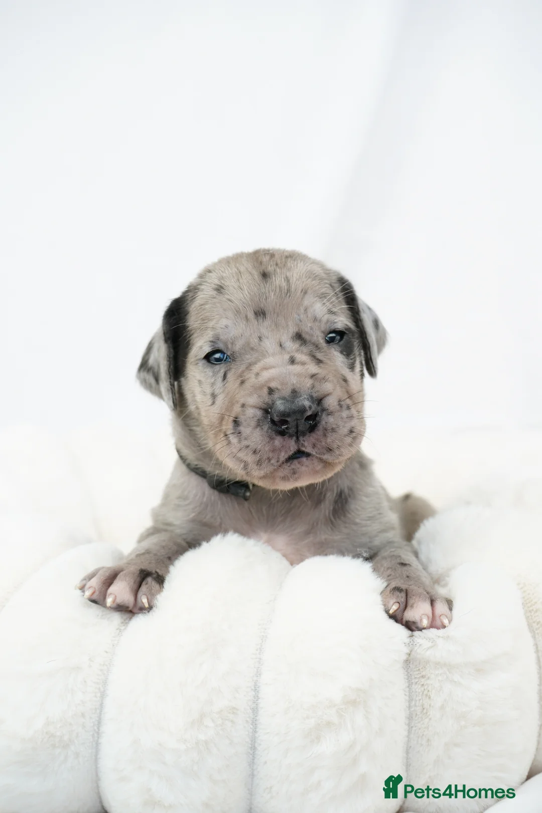 Great Dane dogs for sale: Health Tested KC reg Great Dane puppies - Advert 21