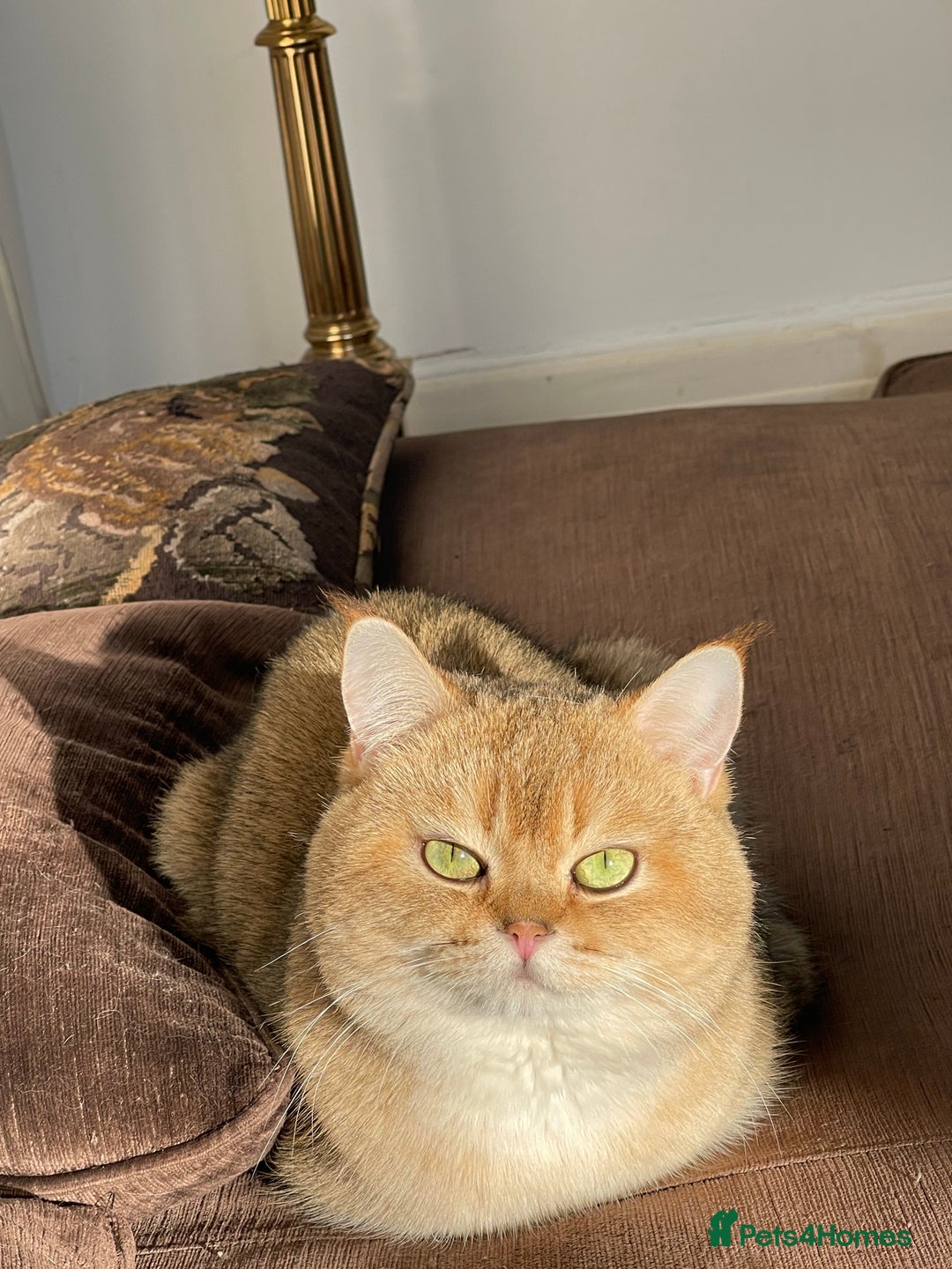 Scottish Fold cats for stud: GOLD CHINCHILLA SCOTTISH STRAIGHT PEDIGREE. STUD in London - Advert 2