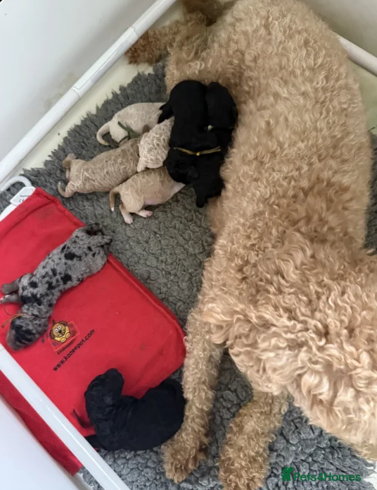 Australian Labradoodle dogs Fluffy Australian Labradoodle Pups-Ready for You - Advert 1