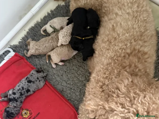 Australian Labradoodle dogs Fluffy Australian Labradoodle Pups-Ready for You - Advert 1