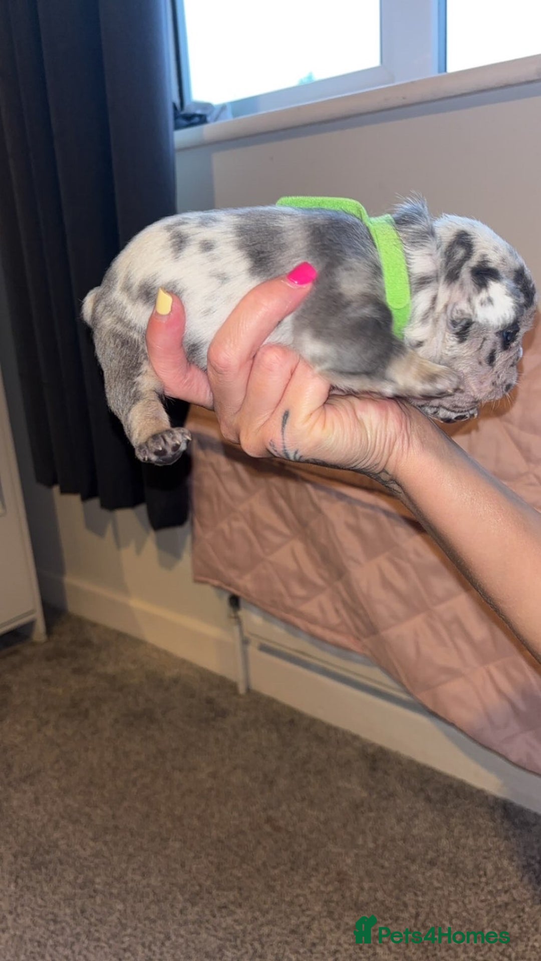 French Bulldog dogs for sale: French bulldog puppies  - Image 16