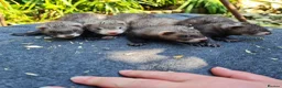 Ferret rodents for sale: Ferret kits  - Advert 4