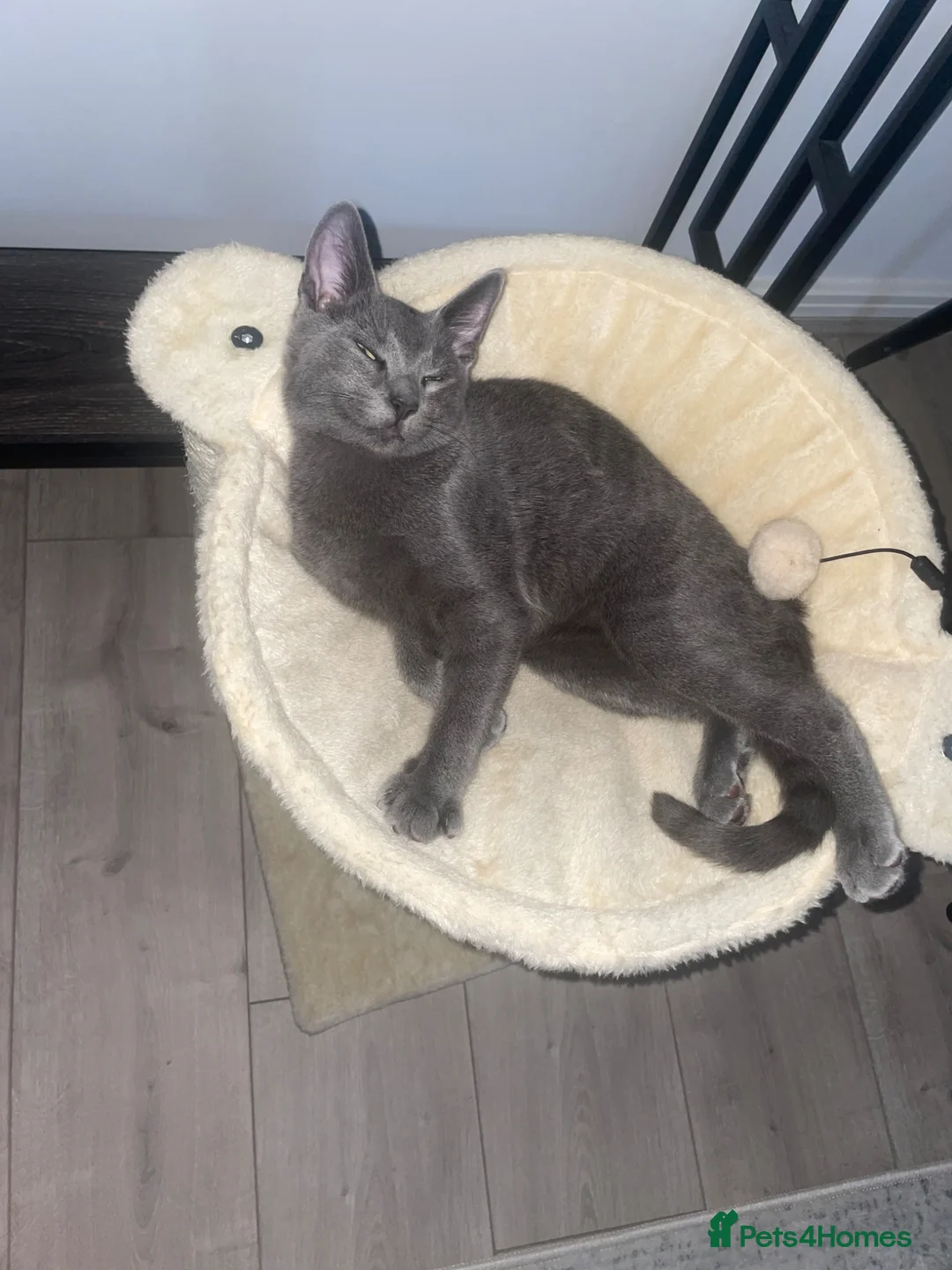 Russian Blue cats for sale: Russian blue house trained cat - Advert 4