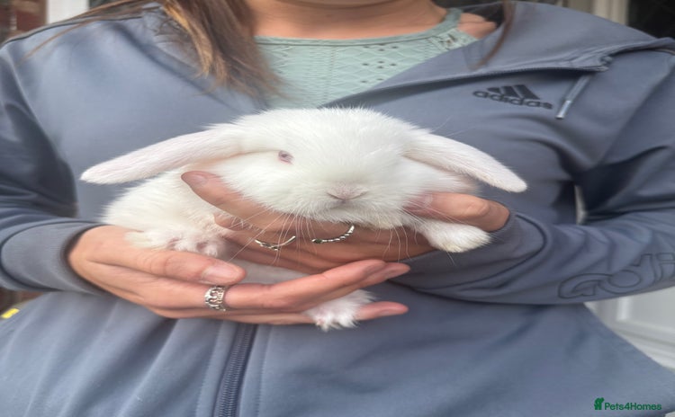 Mini Lop rabbits - Advert 12