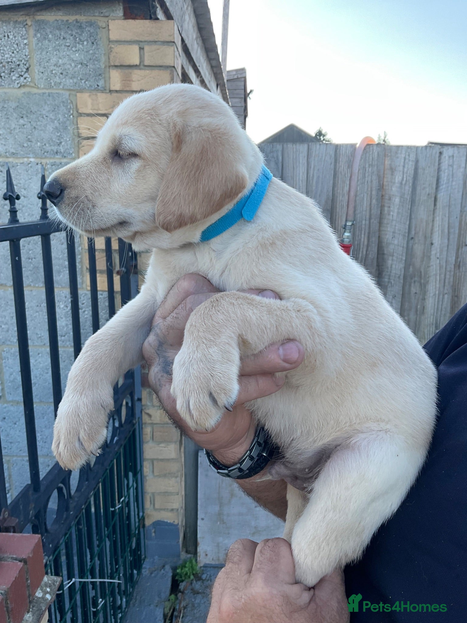 Labrador Retriever dogs Labrador golden puppies. KC registered  - Advert 2