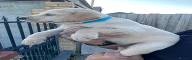 Labrador Retriever 2