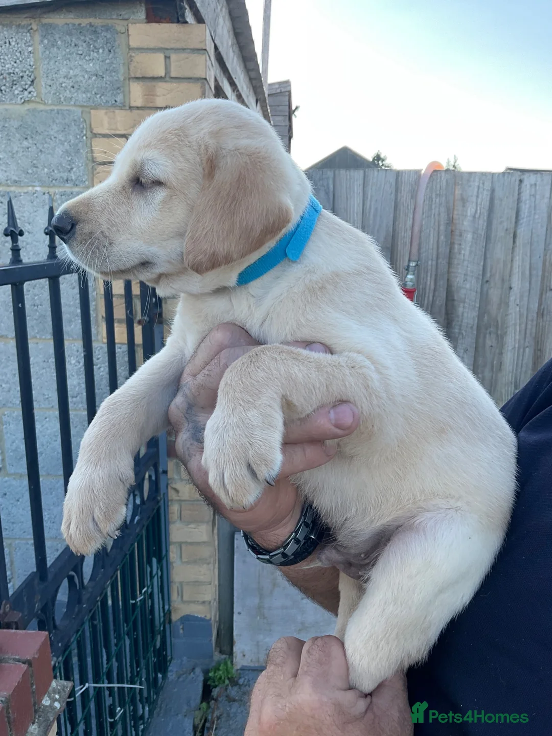 Labrador Retriever dogs for sale: Labrador golden puppies. KC registered  - Advert 2