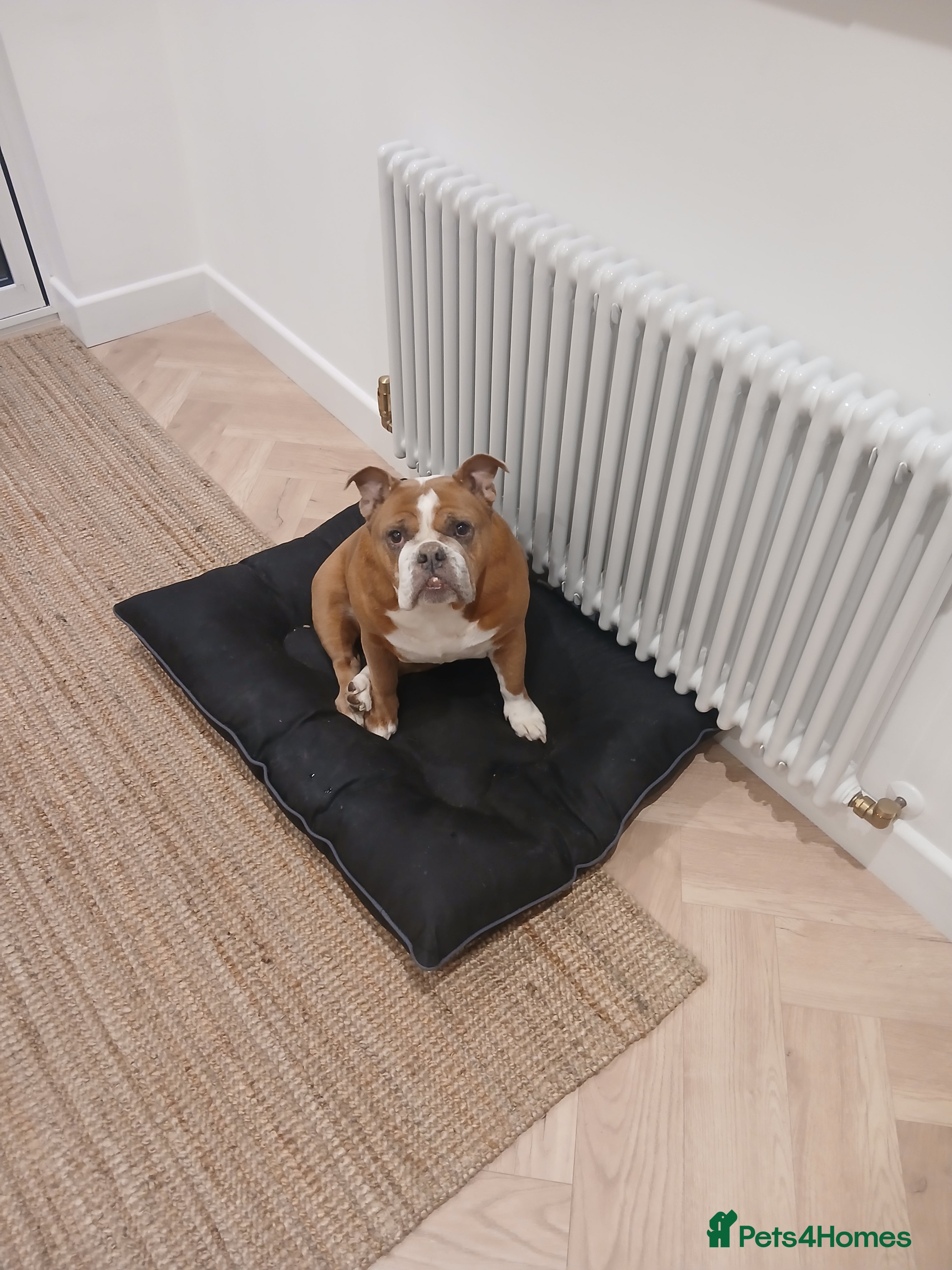 English Bulldog dogs English bulldog, FREE - Advert 1