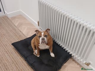 English Bulldog dogs English bulldog - Advert 13