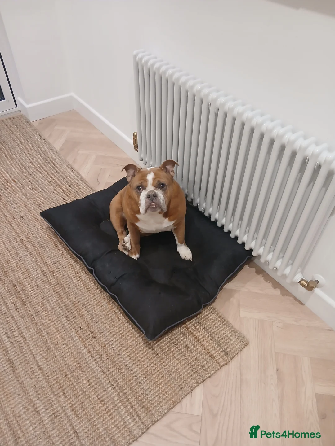 English Bulldog dogs for sale: English bulldog - Advert 1