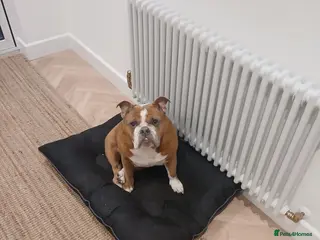 English Bulldog dogs English bulldog - Advert 5