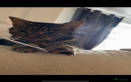 British Shorthair cats for sale: Kittens  - Image 3