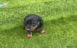 Miniature Dachshund dogs for sale: Miniature daschunds - Image 10