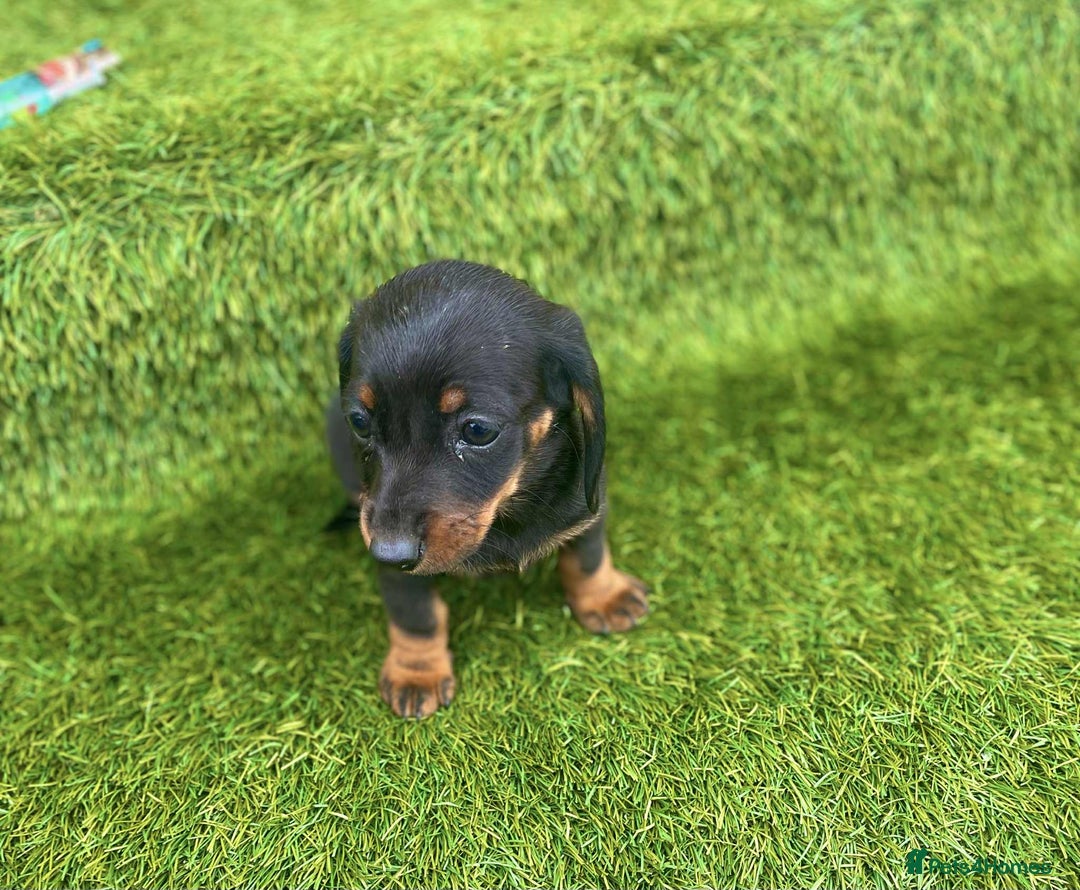 Miniature Dachshund dogs for sale: Miniature daschunds - Image 10