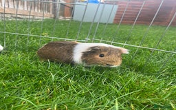 Guinea Pig rodents for sale: 3 bonded girl guinea pigs for sale - Image 2