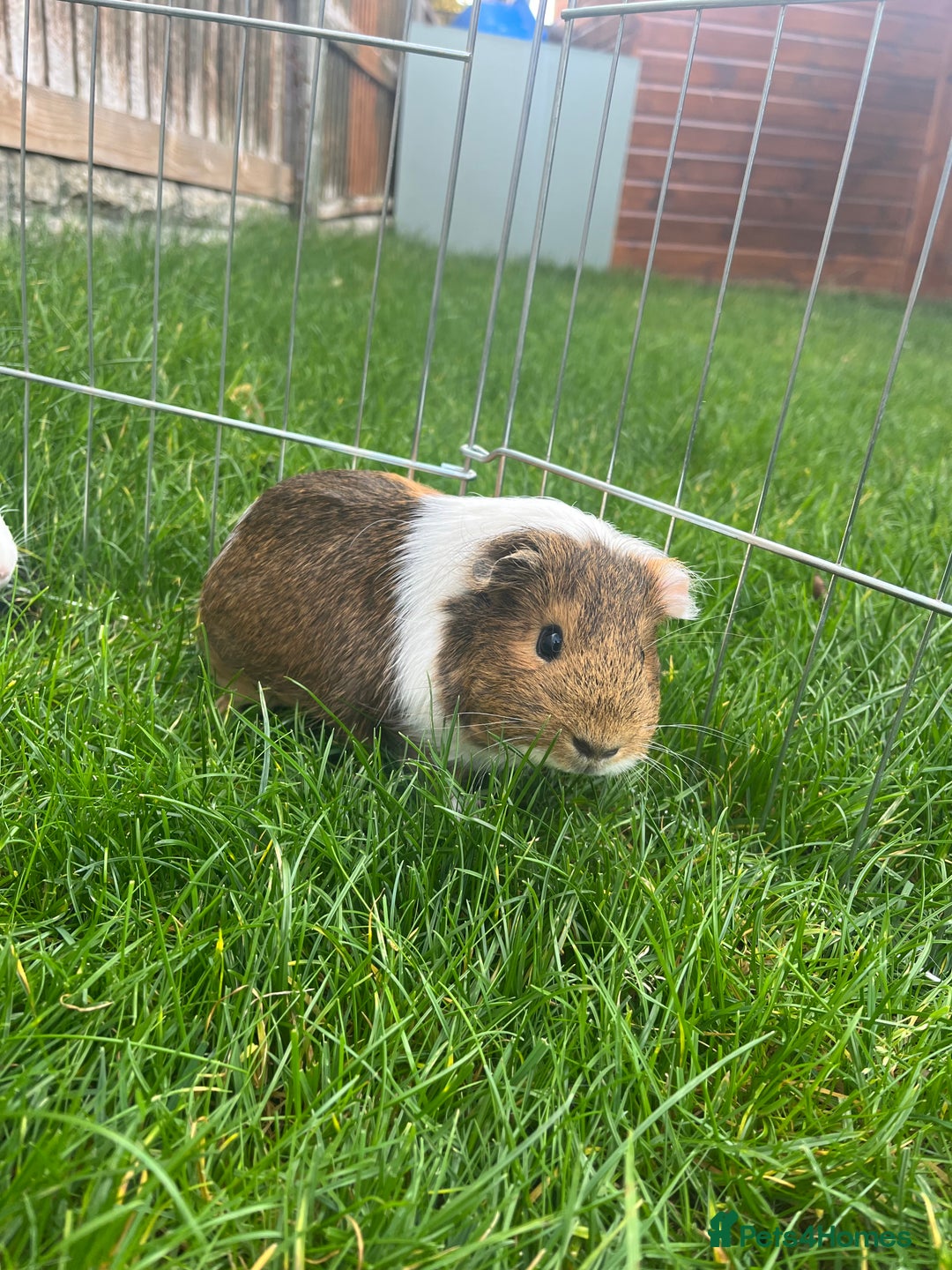 Guinea Pig rodents for sale: 3 bonded girl guinea pigs for sale - Image 2