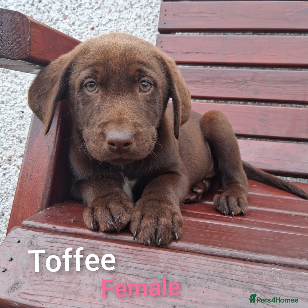 Borador dogs for sale: Chunky Chocolate Puppies  - Image 14