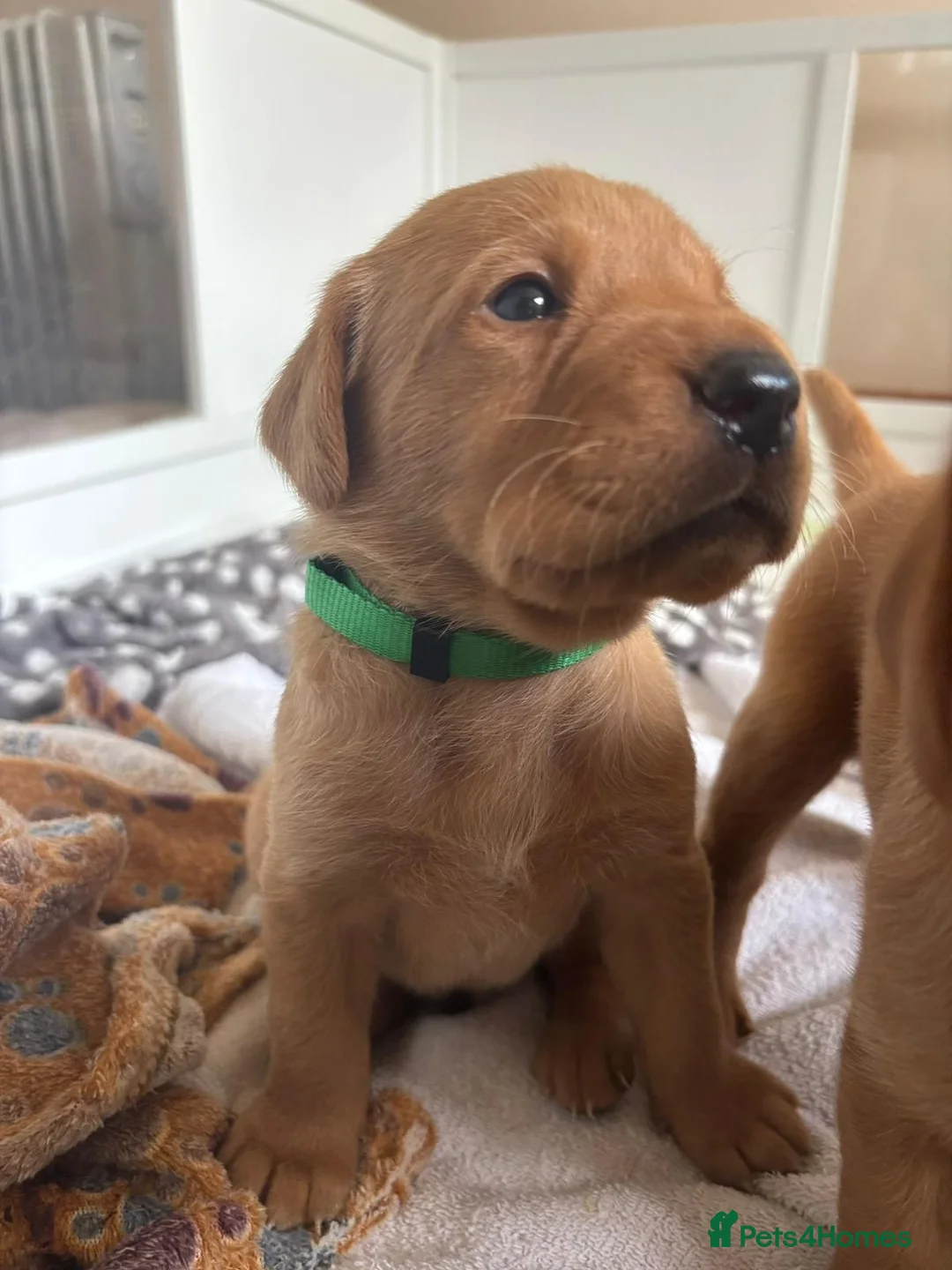 Labrador Retriever dogs for sale: KC Fox Red Labrador Retriever Puppies - Advert 20