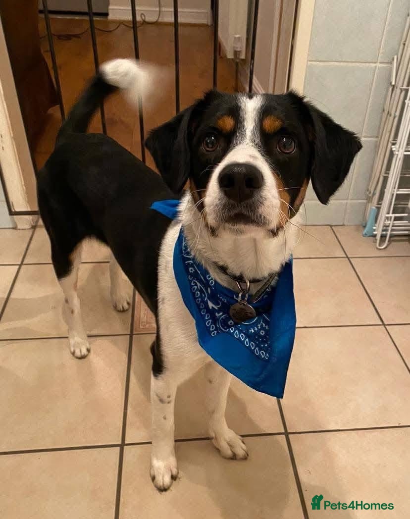 Mixed Breed dogs Buddy 5 years old  - Advert 1